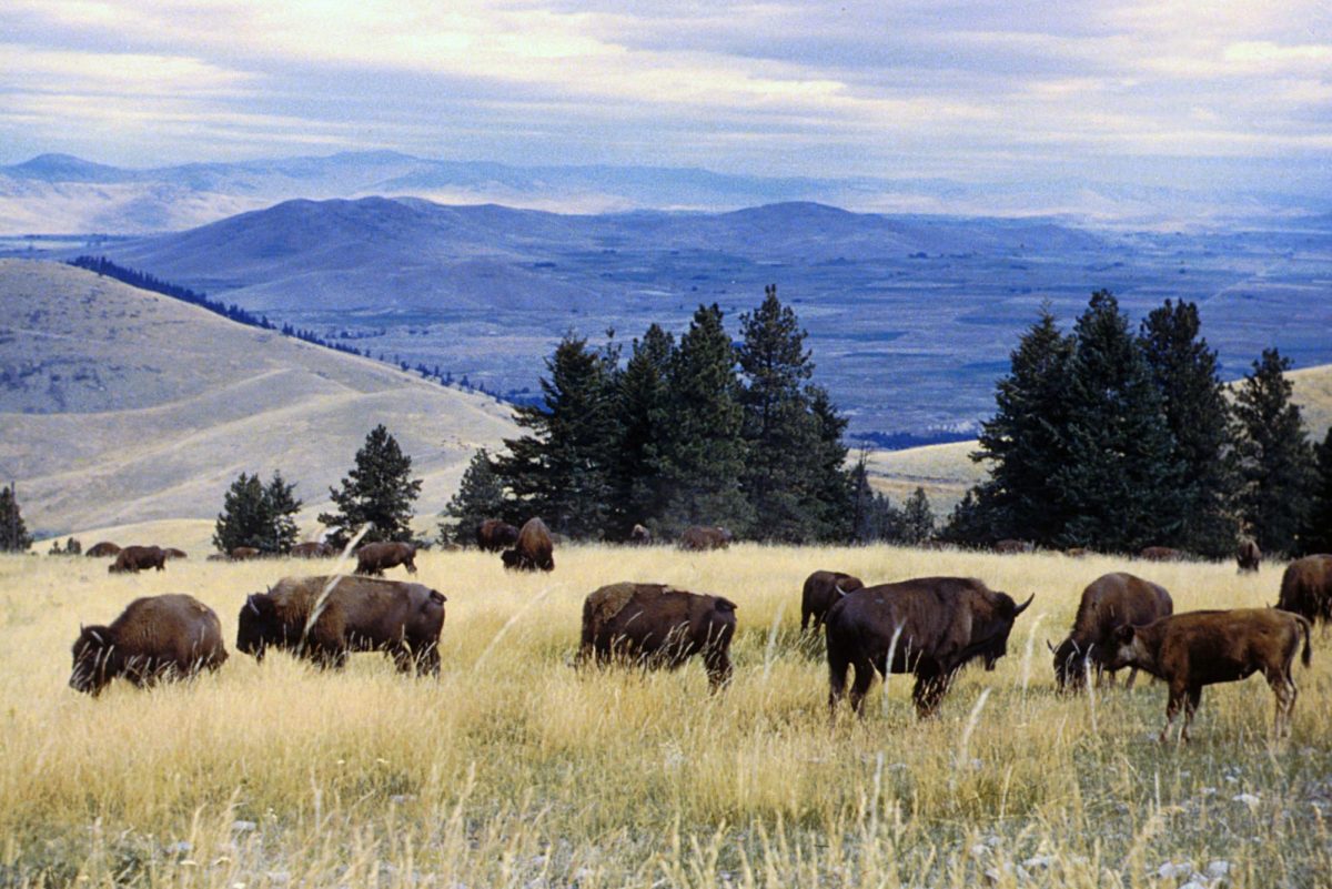 Bison herd graze at the CSKT Bison Range in Montana. This range is a nature reserve on the Flathead Indian Reservation in western Montana established for the conservation 
of American bison.