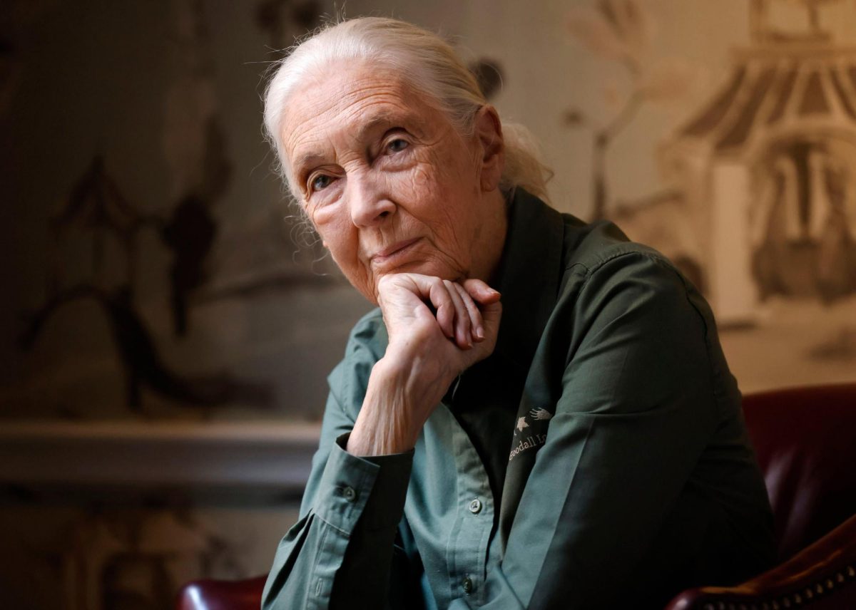 Ethologist and conservationist Jane Goodall, known for groundbreaking studies of wild chimpanzees, is photographed at the Rosewood  Mansion on Turtle Creek in Dallas on Oct. 2, 2024. (Tom Fox/The Dallas Morning News/TNS)